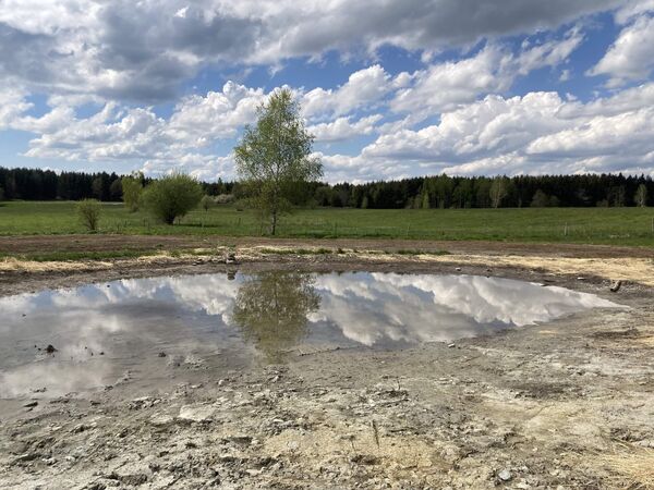 Angelegter Tümpel mit Wasser, dahinter eine Wiese und ein Baum