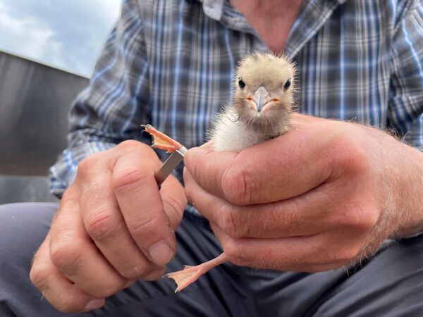 Beringung eines Flussseeschwalben-Kükens Beringung eines Flussseeschwalben-Kükens in Groß Schauen