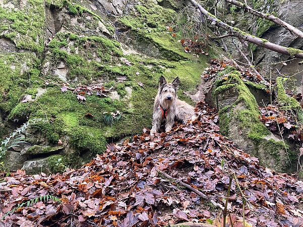 Spürhund Spürhund auf Waldboden