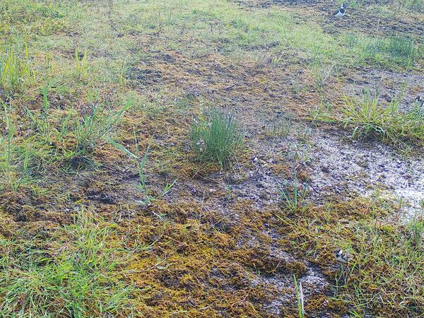 Gar nicht so leicht zu entdecken:Kiebitz-Küken auf der Brutfläche im Ferbitzer Bruch.