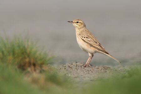 Brachpieper in der Heidelandschaft