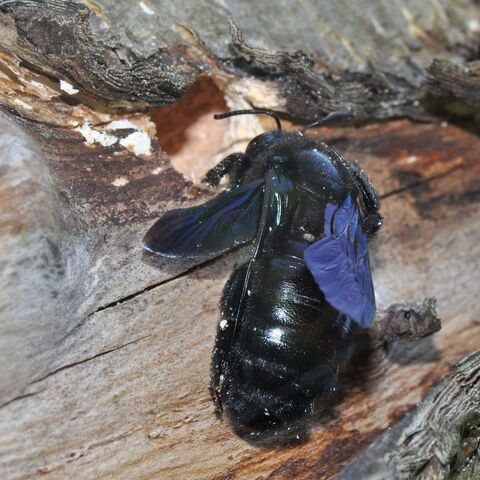 Blauschwarze Holzbiene an einem Stück Totholz