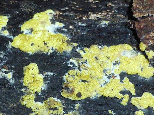 Gelblicher, flechtenartiger Pilz, der auf einem dunklen Stein wächst.