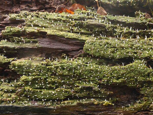 Bild einer seltenen Flechte, die auf einem Totholzstamm wächst: die Holz-Flechtenkeule