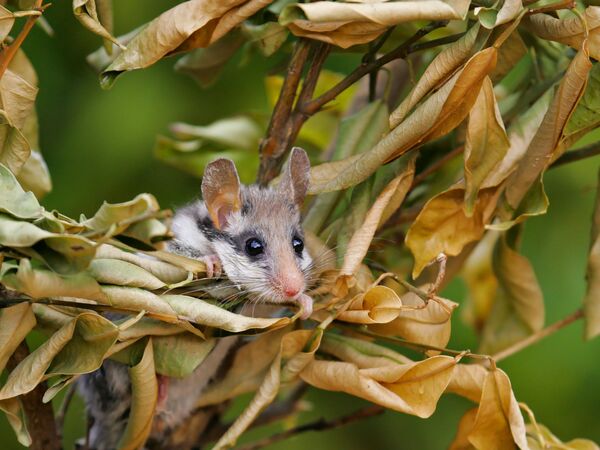 Gartenschläfer in Hecke Ein Gartenschläfer schaut durch eine vertrocknete Hecke