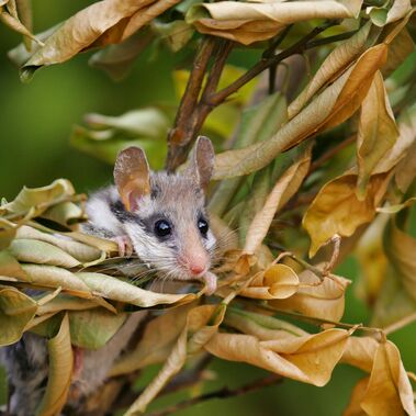 Gartenschläfer in Hecke Ein Gartenschläfer schaut durch eine vertrocknete Hecke