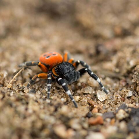 Man erkennt den roten Hinterleib der männlichen Roten Röhrenspinne gut sowie den schwarzen Kopf und die Beine vor dem hellen Sand