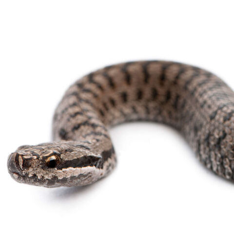 Kreuzotter auf weißem Hintergrund