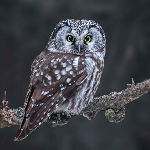 Ein kleiner Raufußkauz mit dunkelgrauen Rückenfedern und hellgrauem Gesicht sitzt auf einem Ast.