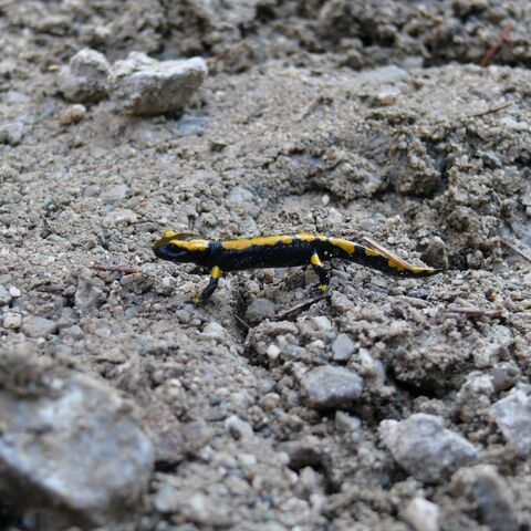 Feuersamalander auf steinigem Untergrund