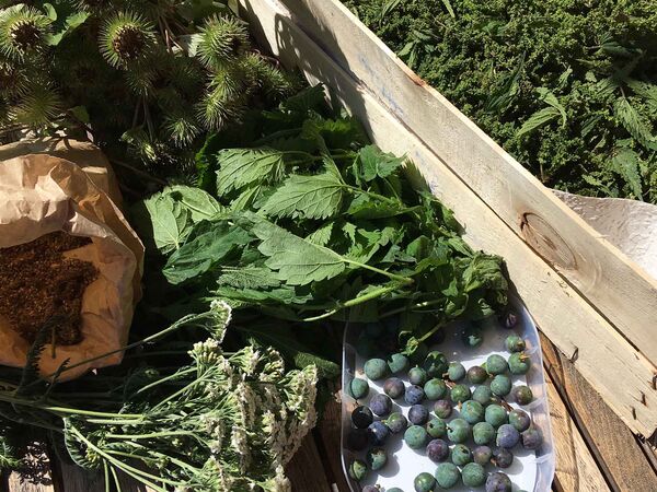 Verschiedene Wildkräuter auf einem Tisch