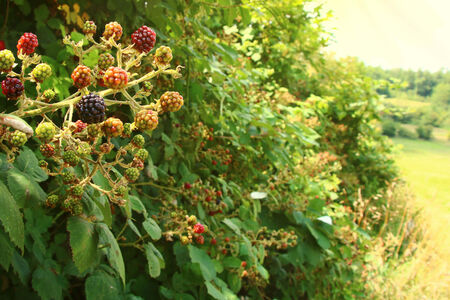 Brombeerhecke