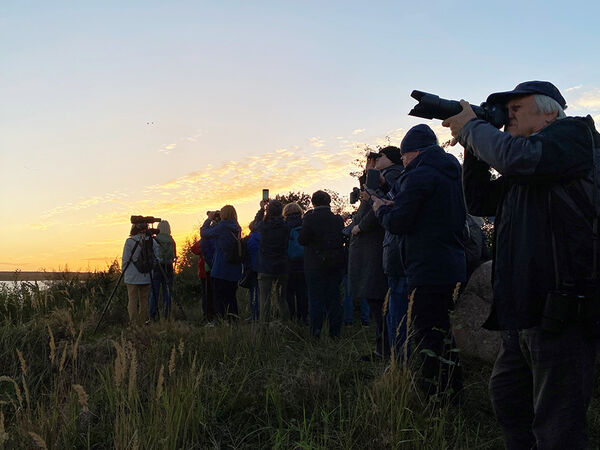 Mit Ferngläsern und Spektiven lassen sich die Kraniche (Grus grus) sehr gut verfolgen. Gruppe von Naturinteressierten, die mit Ferngläsern Vögel betrachten.