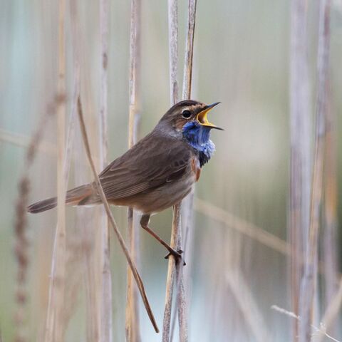 Blaukehlchen in der Döberitzer Heide