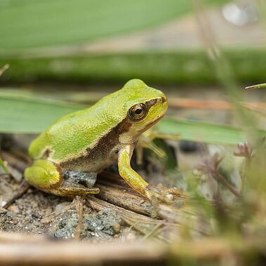 Ein junger Laubfrosch am Ufer eines Tümpels. Insgesamt 50 Tümpel sollen bis Ende 2027 im Landkreis Ravensburg neu angelegt oder renaturiert werden.