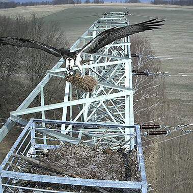Fischadler Cam Fischadler baut sein Nest auf Strommast und fliegt mit seinem Material dahin.