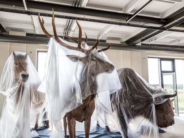 Tierexponate im Ausstellungsraum des künftigen Heinz Sielmann Natur-Erlebniszentrums Döberitzer Heide