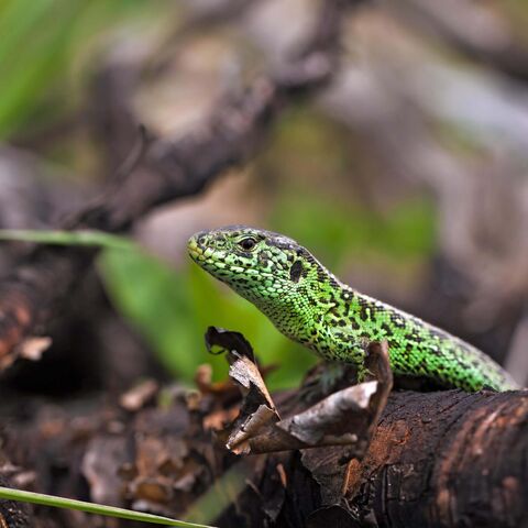 Ein grün gefärbtes Männchen der Zauneidechse sitzt auf einem Stück Totholz.