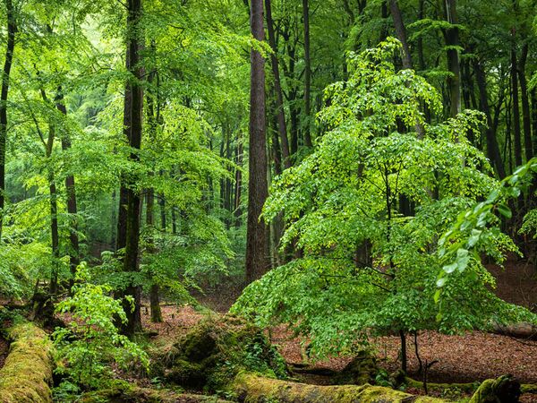 Buchenwald im Teilgebiet Serrahn des Müritz-Nationalparks. 