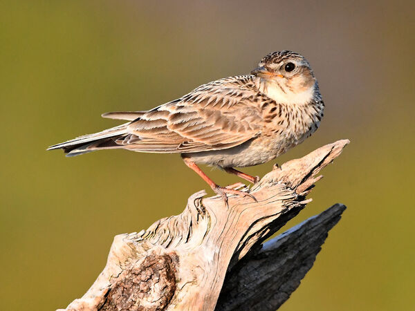 Durch den übermäßigen Einsatz von Pestiziden wird der Feldlerche (Alauda arvensis) die Nahrungsgrundlage – Insekten und Würmer – entzogen. Feldlerche im Sonnenschein.