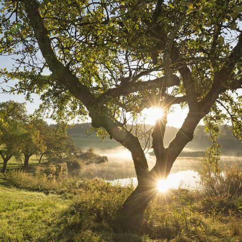 Baum und Wiese vor Weiher, Sonne bricht durch Geäst