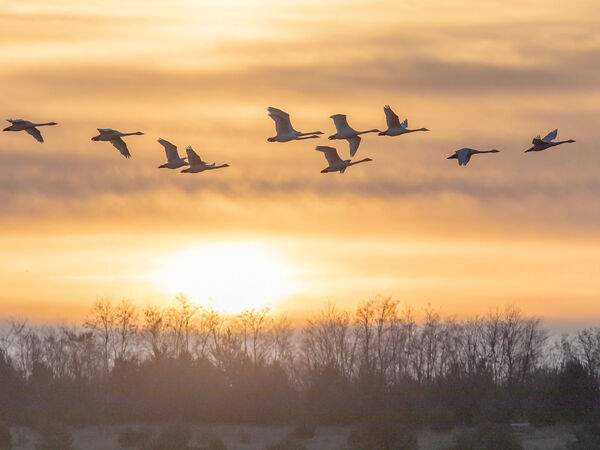 Singschwäne fliegen über Sielmanns Naturlandschaft Wanninchen.