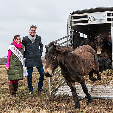 Exmoor-Ponys laufen aus einem Autohänger heraus. Drei Menschen stehen daneben.