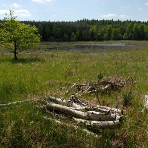 Kreuzotter-Habitat Schorfheide
