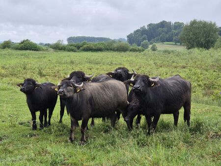 Kleine Wasserbüffelherde steht auf einer Wiese