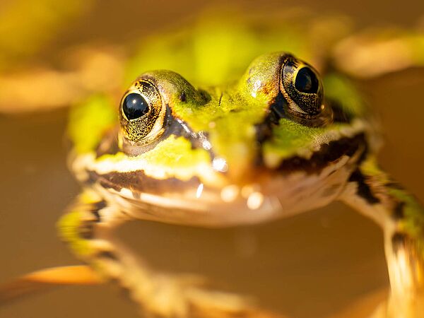 Junger Grünfrosch blickt neugierig in die Kamera, während er auf der Wasseroberfläche eines renaturierten Gewässers der Heinz Sielmann Stiftung treibt.