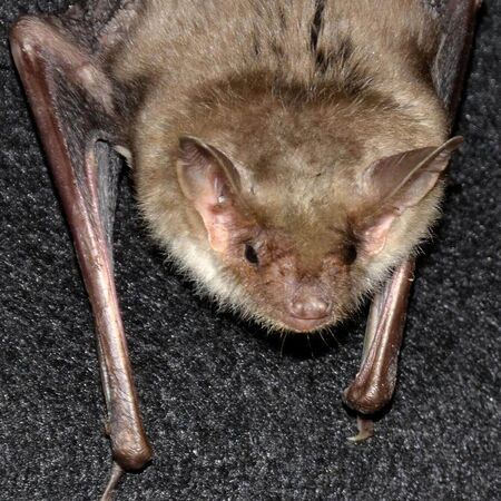 Fledermaus der Art Großes Mausohr