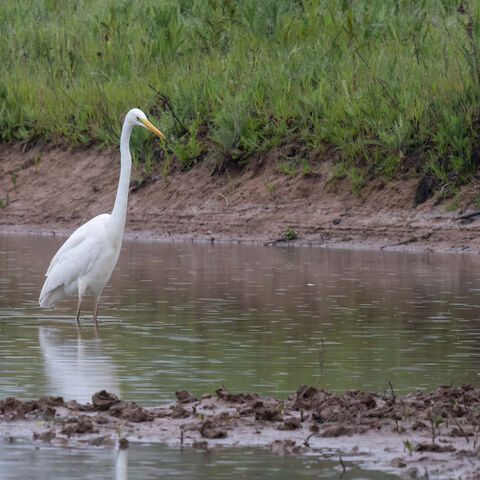 Silberreiher in Wasser