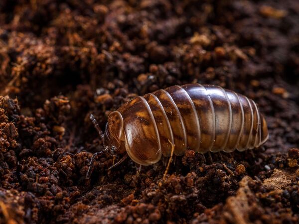 Saftkugler Kleiner brauner Tausendfüßer im Erdreich