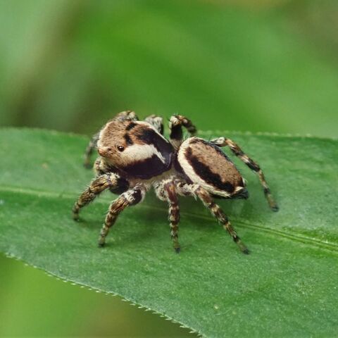 Bunter Sichelspringer Spinne