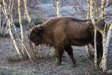 Drei Wisente stehen an einem eisigen Wintermorgen in der Heide zwischen Birkenbäumen. Die Landschaft ist mit Raureif bedeckt.