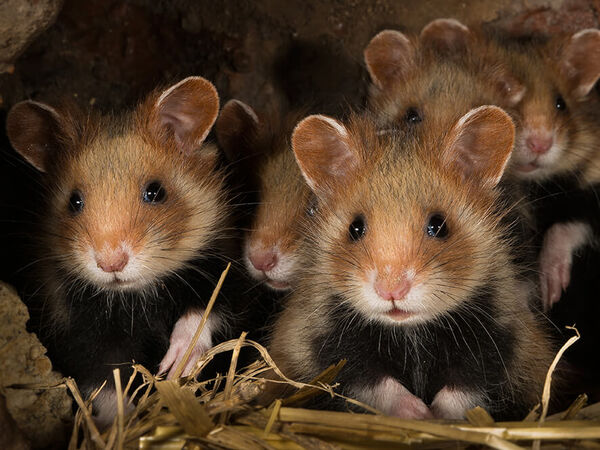 Die Bestände des Feldhamsters (Cricetus cricetus) nehmen in Niedersachsen weiterhin ab. Gruppe von fünf jungen Feldhamstern.