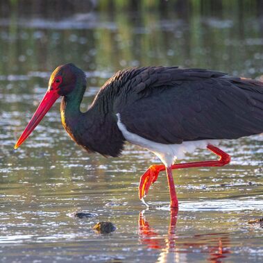 Schwarzstorch_schreitet_durch_Wasser Schwarzstorch schreitet durch Wasser