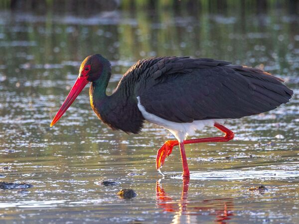 Schwarzstorch schreitet durch Wasser