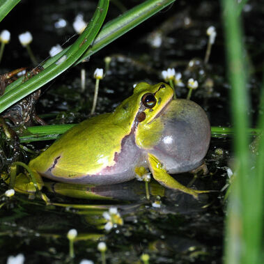 Ein Laubfrosch sitzt im Waser und bläht seine Schallblase auf.