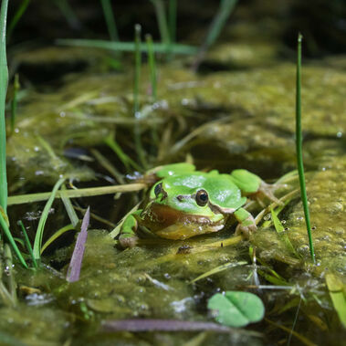 Laubfrosch im Tümpel Grüner Frosch sitzt im Wasser, um ihn herum grüne Pflanzen