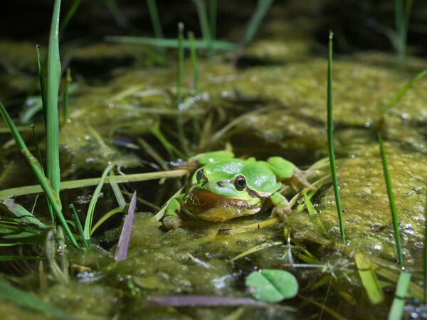 Grüner Frosch sitzt im Wasser, um ihn herum grüne Pflanzen