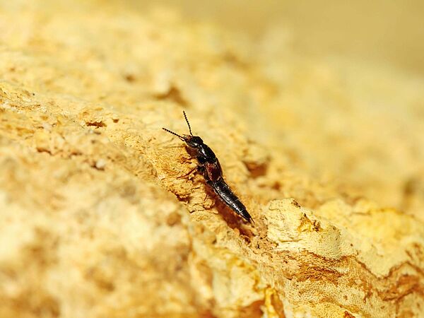 Rothörnige Moosgroßhalbflügler Insekt auf gelblichen Sandboden