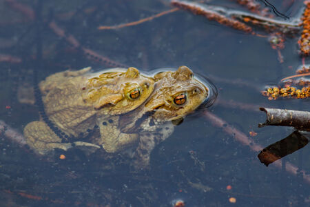 Froschpaar bei der Paarung sitzen übereinander im Wasser