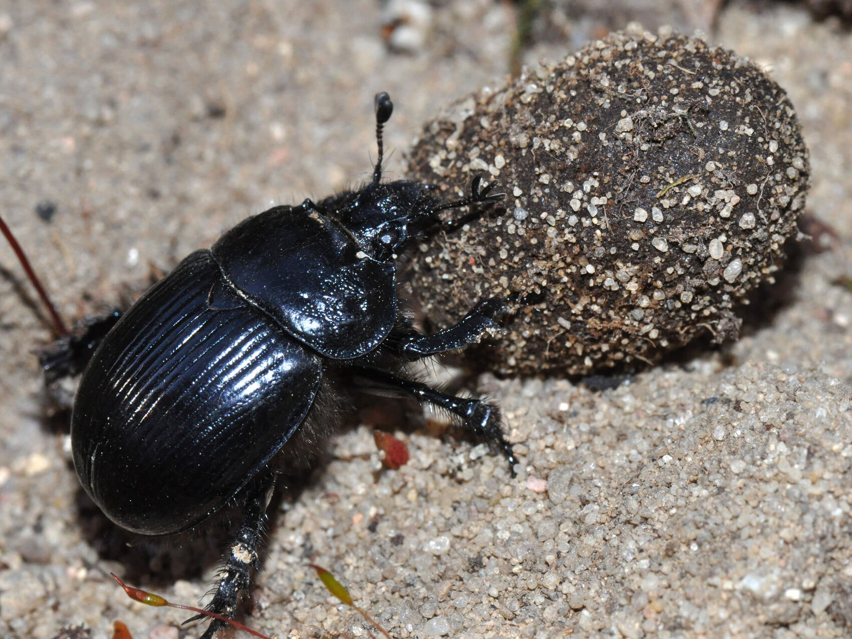 {nbase:fileProperty(propertyName: 'alternative', falId: {item})}