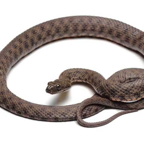 Würfelnatter auf weißem Hintergrund