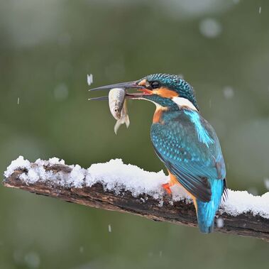 Ein Eisvogel sitzt auf einem verschneiten Ast und hat einen kleinen Fisch im Schnabel.
