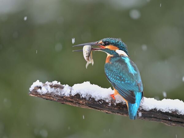 Ein Eisvogel sitzt auf einem verschneiten Ast und hat einen kleinen Fisch im Schnabel.