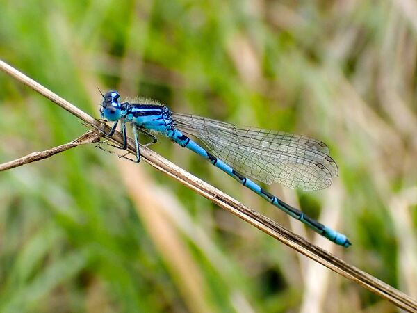 Gabel-Azurjungfer Eine Gabel-Azurjunfer sitz auf einem Pflanzenstängel. Die Libelle ist leuchtend blau und schwarz gemustert.