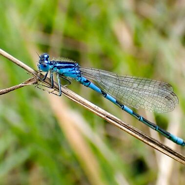 Gabel-Azurjungfer Eine Gabel-Azurjunfer sitz auf einem Pflanzenstängel. Die Libelle ist leuchtend blau und schwarz gemustert.