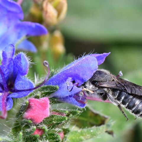 Natternkopf-Mauerbiene im Blütenkelch einer lila Pflanze
